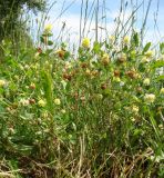 Trifolium campestre. Цветущие растения. Республика Адыгея, Красногвардейский р-н, аул Хатукай, защитная дамба р. Кубань. 18.06.2017.