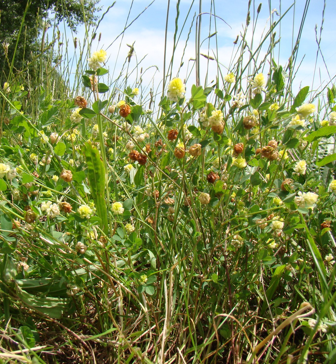 Image of Trifolium campestre specimen.