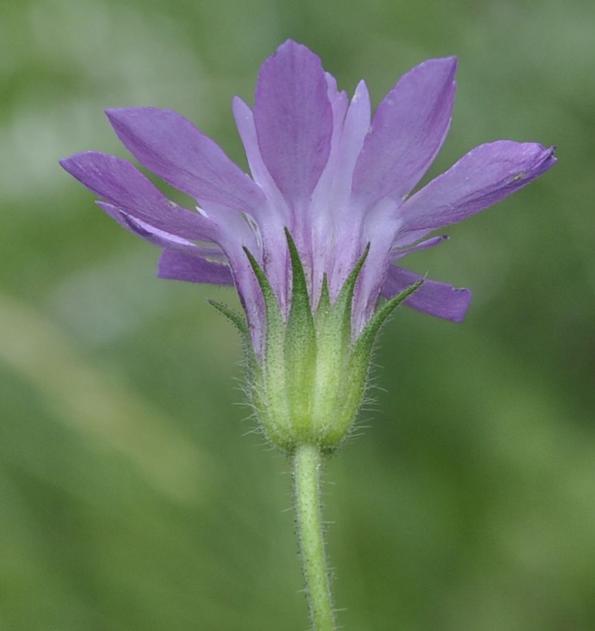 Изображение особи Knautia orientalis.