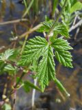 Humulus lupulus