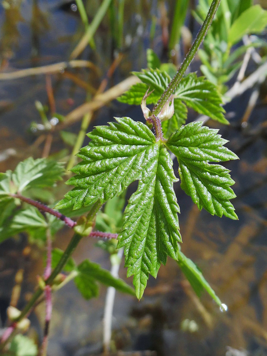 Изображение особи Humulus lupulus.