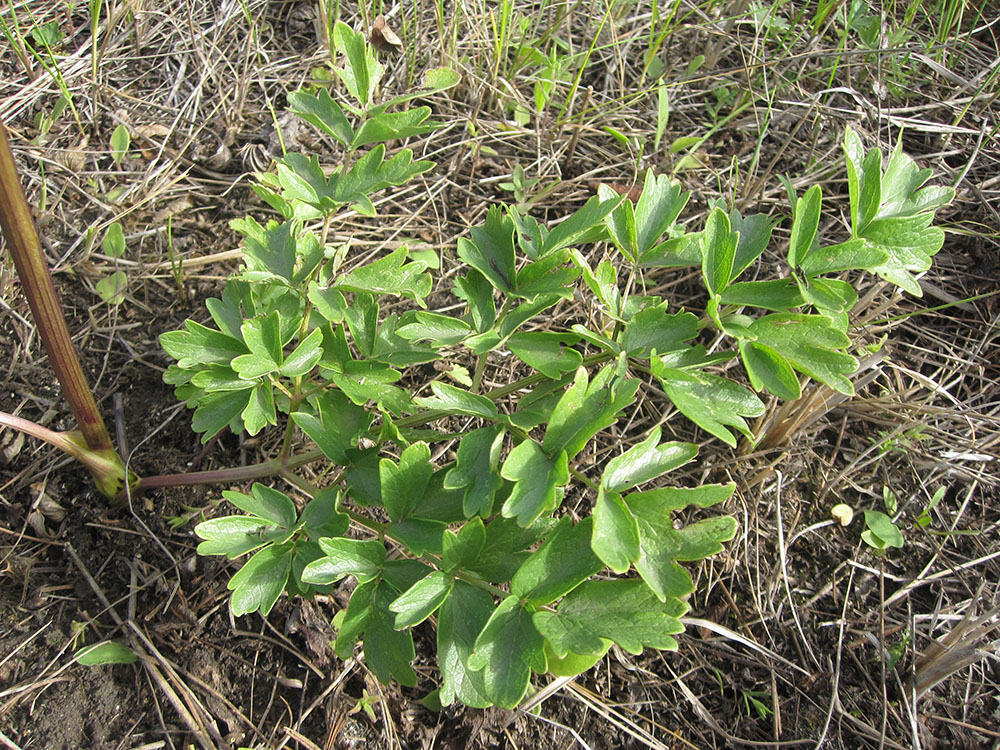 Image of Thalictrum appendiculatum specimen.