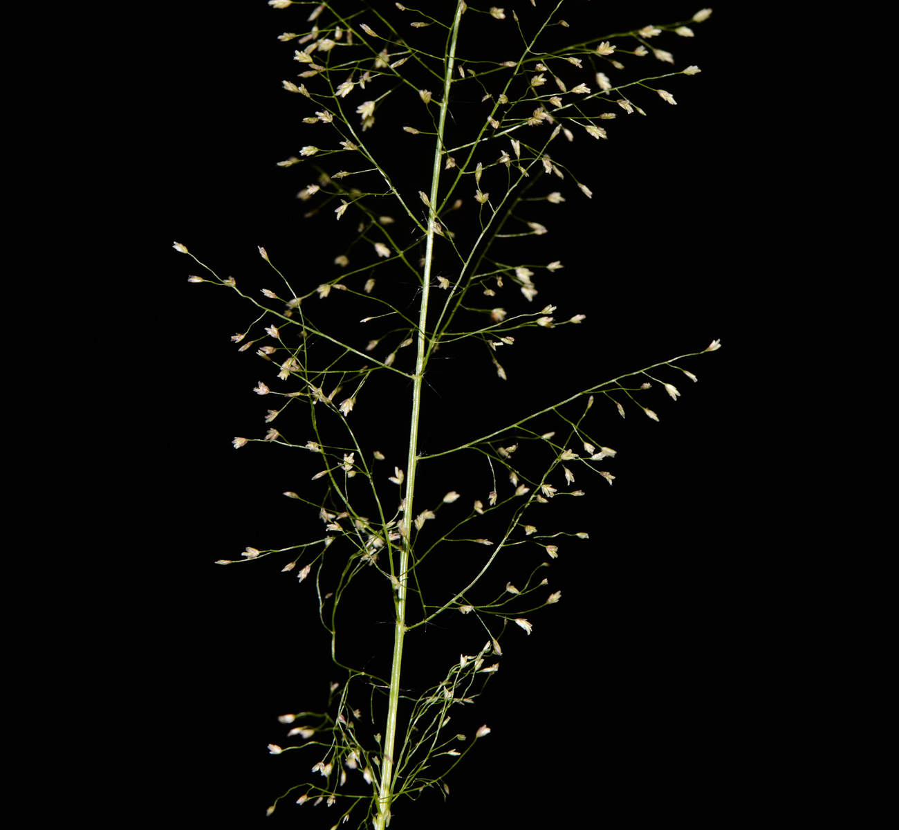Image of Eragrostis tenella specimen.