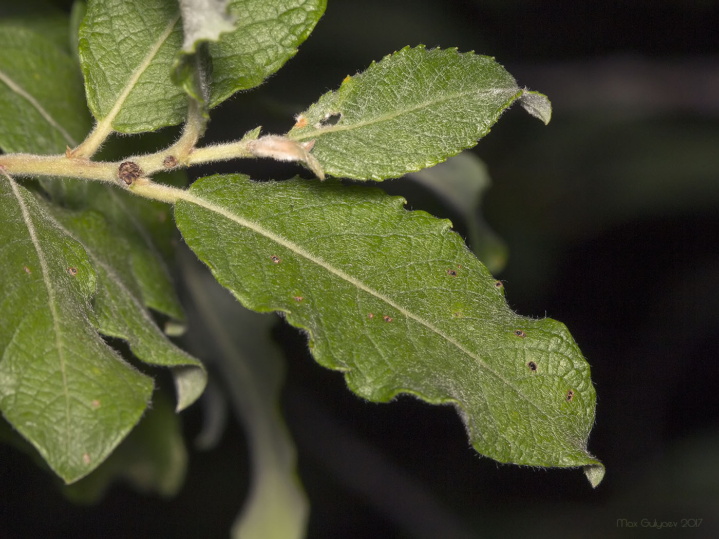 Image of genus Salix specimen.