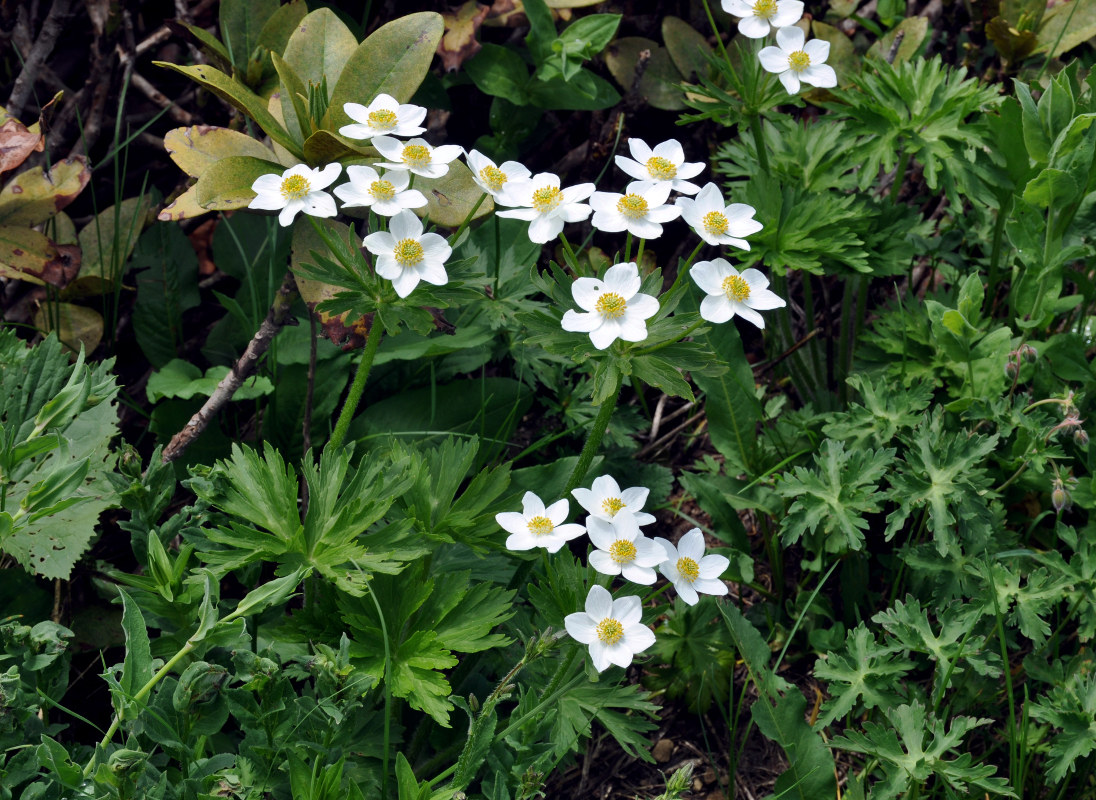 Image of Anemonastrum fasciculatum specimen.