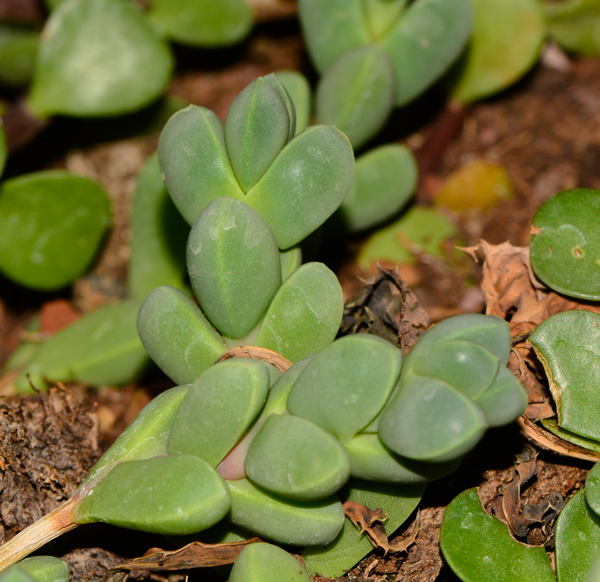 Image of Corpuscularia lehmannii specimen.