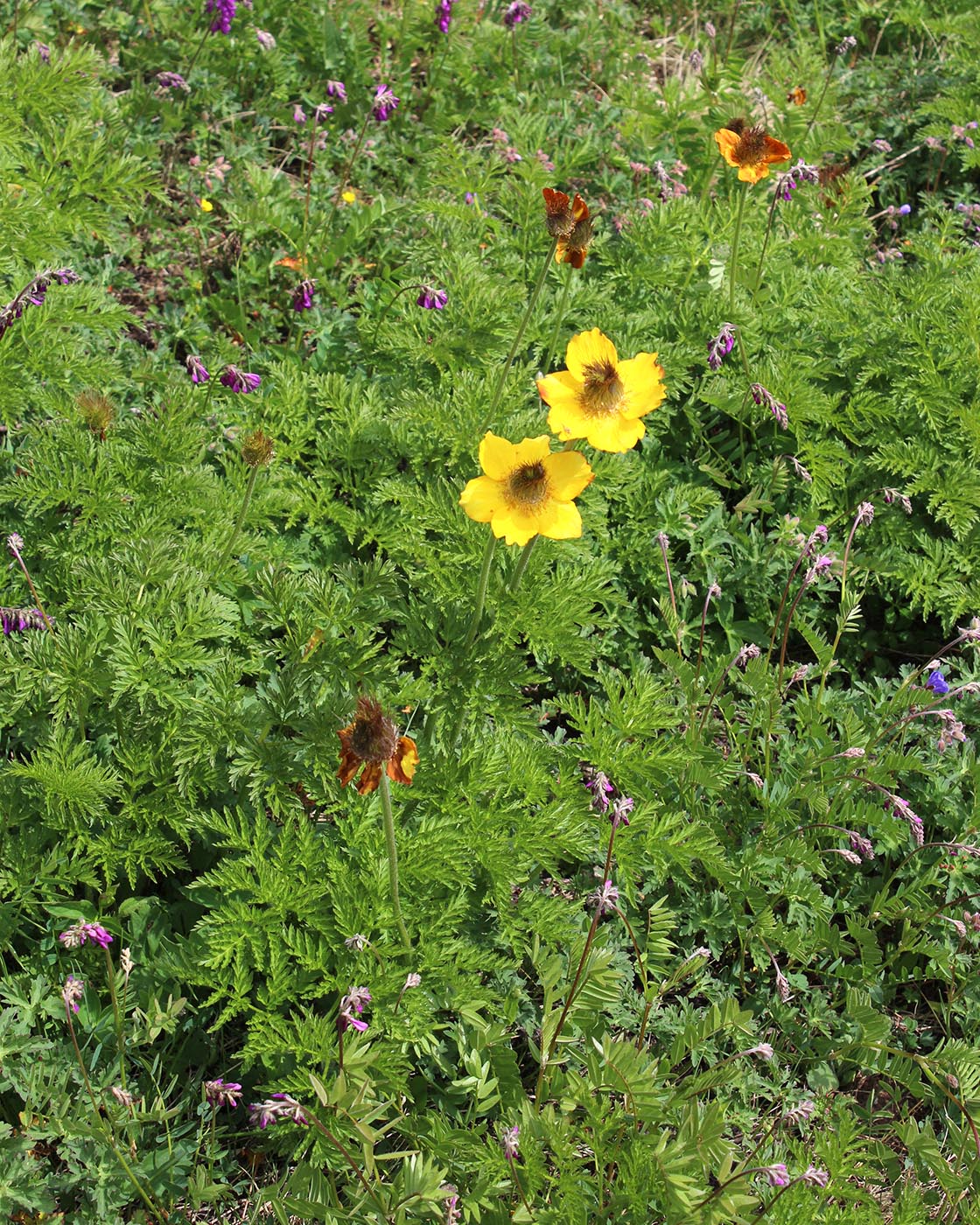 Изображение особи Pulsatilla aurea.