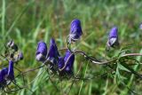 Aconitum volubile