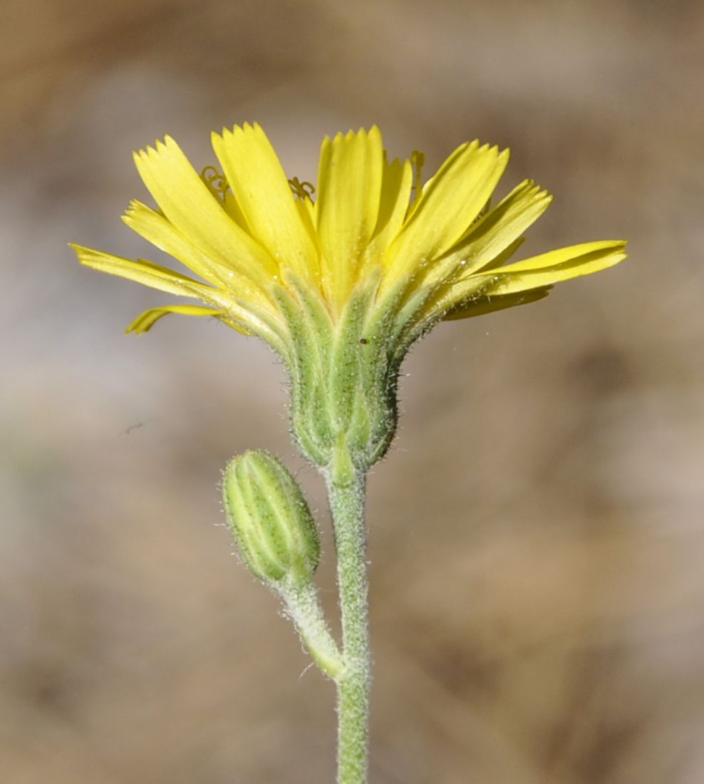 Изображение особи род Hieracium.