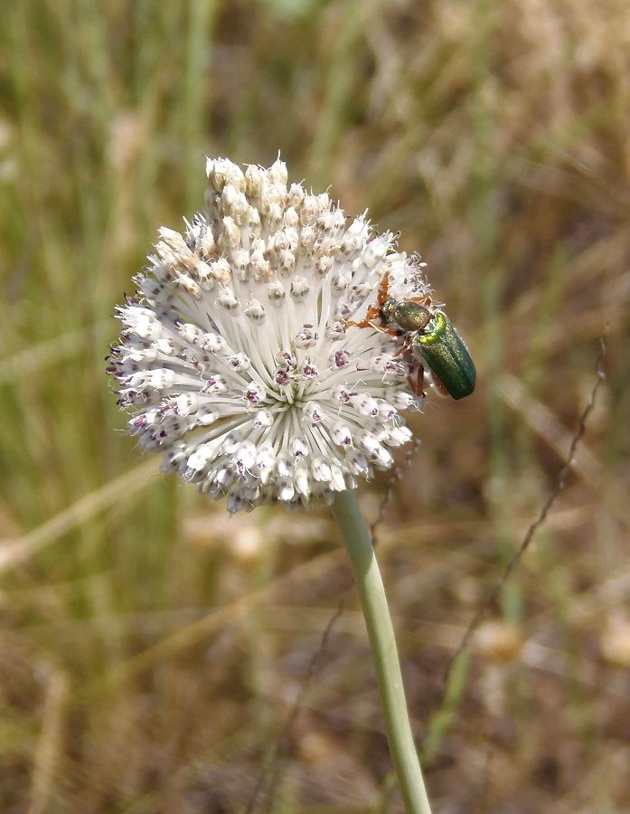 Image of Allium guttatum specimen.