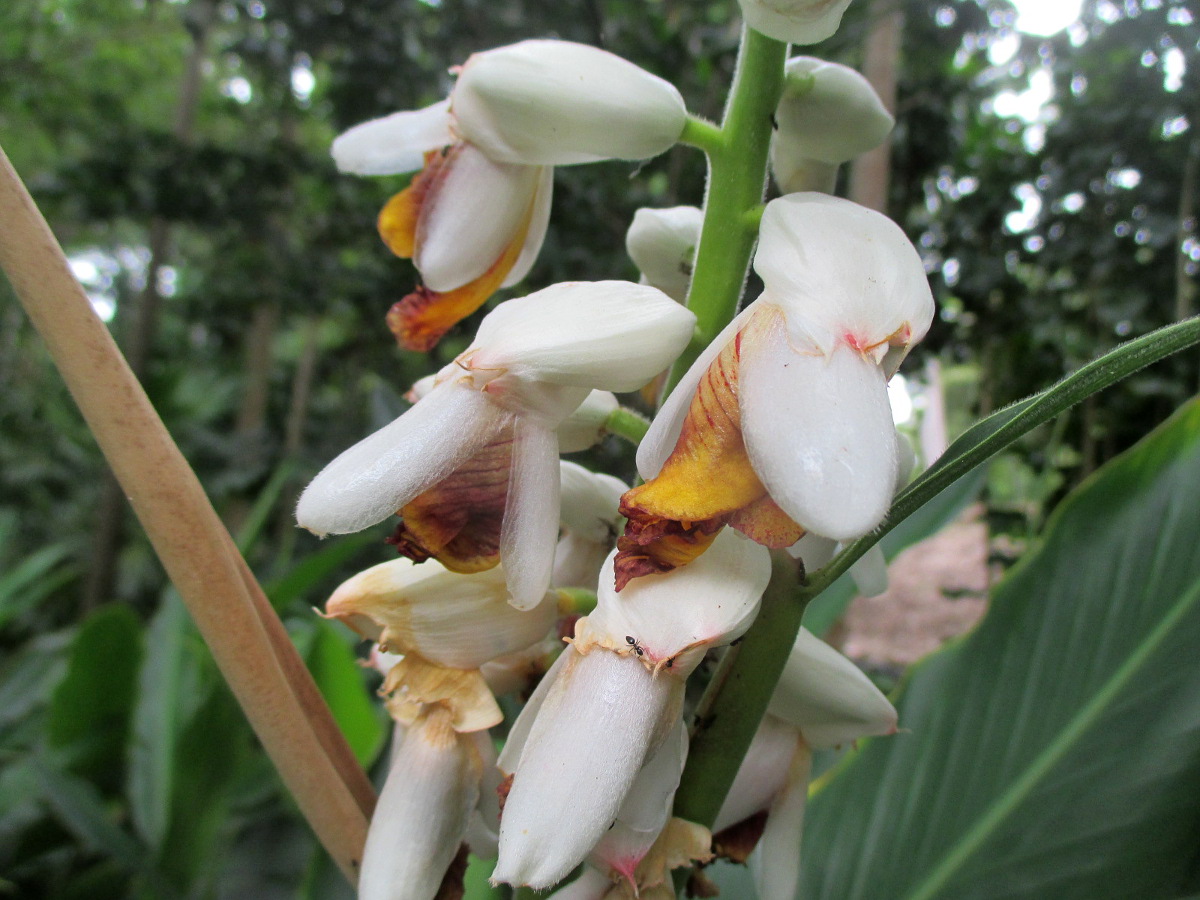 Изображение особи Alpinia malaccensis.