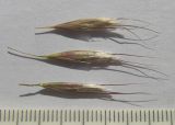 Helictotrichon pubescens