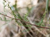 Artemisia campestris. Часть побега с соцветиями. Ленинградская обл., Кингисеппский р-н, окр. дер. Урмизно, побережье Финского залива, песчаный пляж. 20.08.2017.