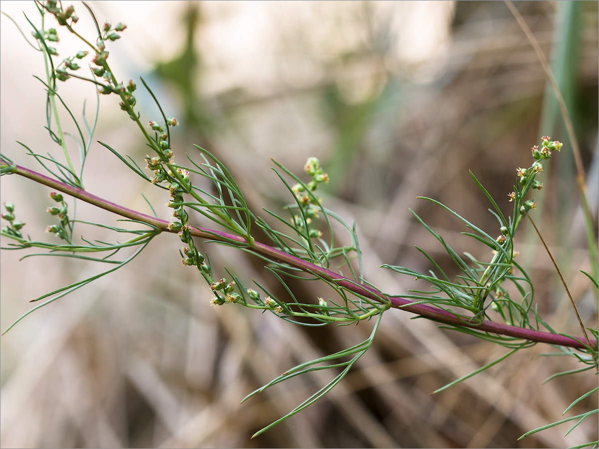 Изображение особи Artemisia campestris.