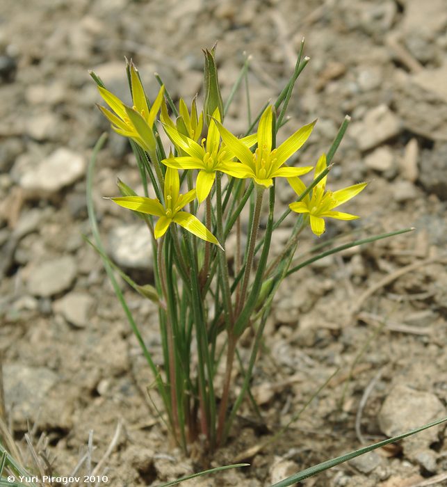 Image of Gagea tenuifolia specimen.
