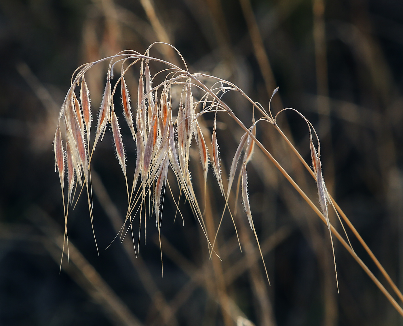 Изображение особи Anisantha tectorum.