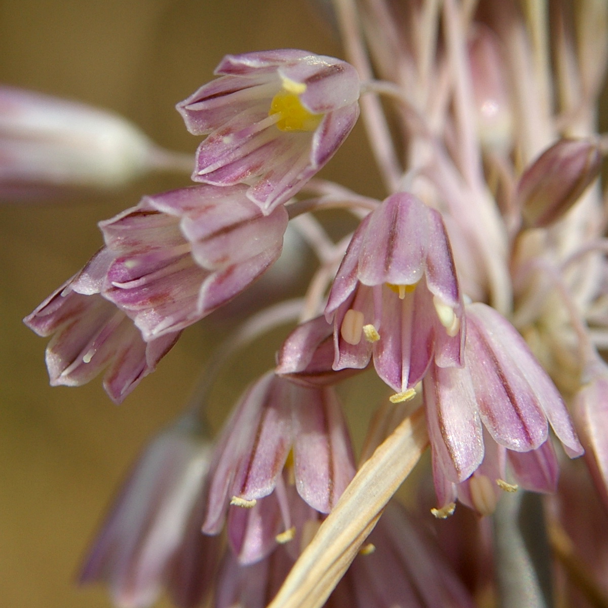 Image of Allium paniculatum specimen.