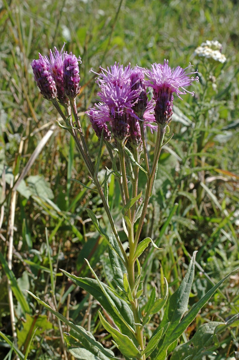 Изображение особи Saussurea amara.