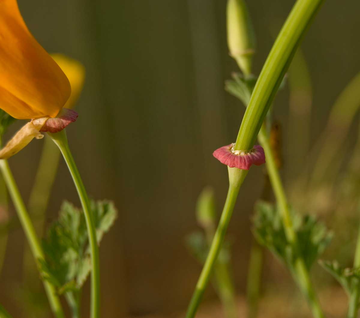 Изображение особи Eschscholzia californica.