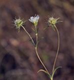 Lomelosia argentea