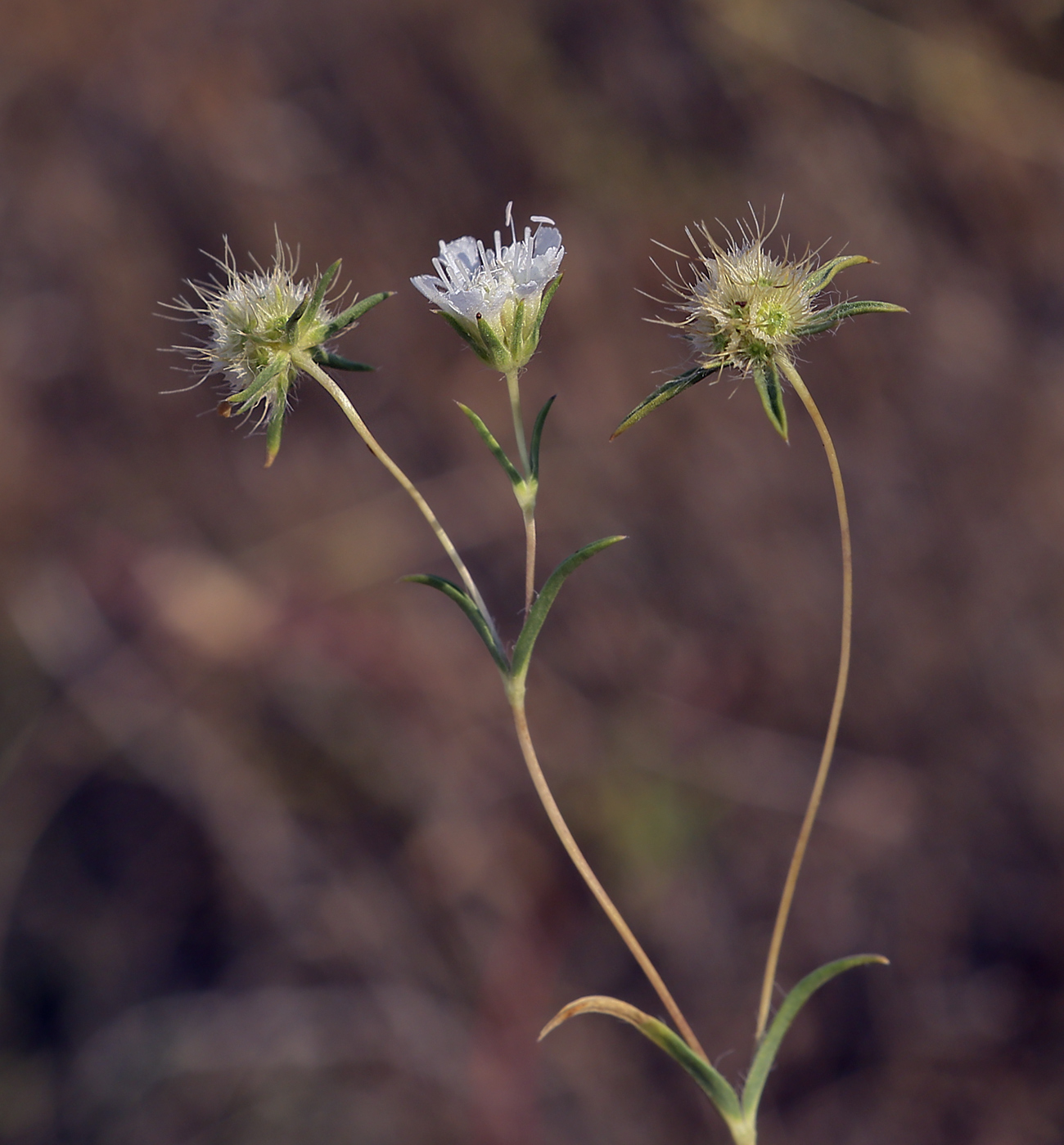 Image of Lomelosia argentea specimen.