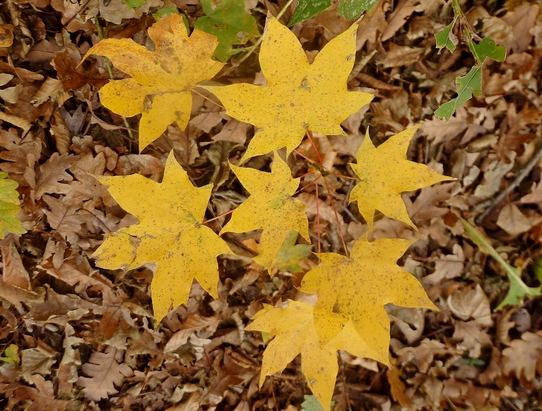 Image of Acer cappadocicum specimen.