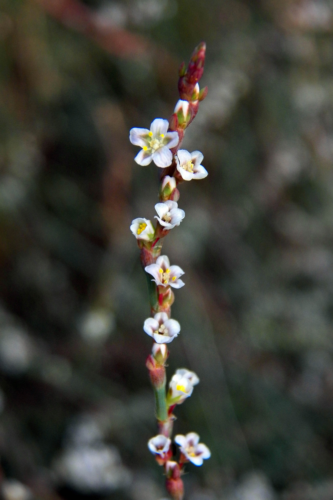 Изображение особи род Polygonum.