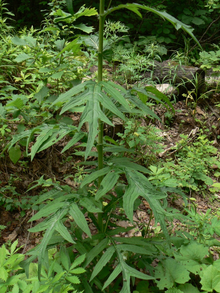 Image of Cirsium schantarense specimen.