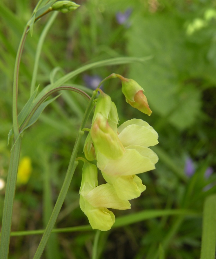 Image of Lathyrus lacteus specimen.
