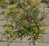 Potentilla canescens