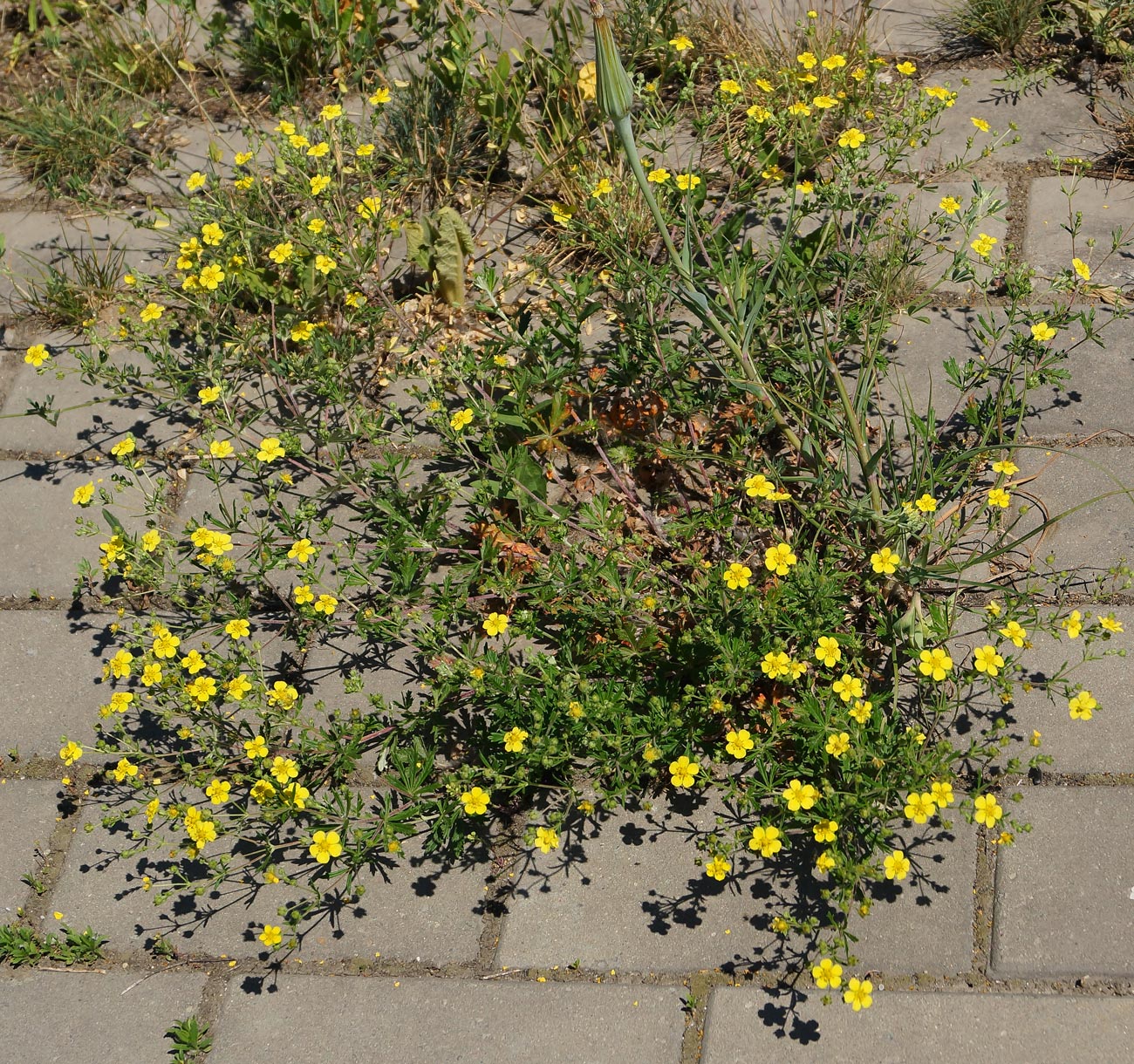 Изображение особи Potentilla canescens.