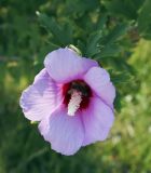 Hibiscus syriacus. Цветок с питающейся осой. Крым, Сакский р-н, окр. пос. Прибрежное, парк при аграрном колледже. 12.08.2017.