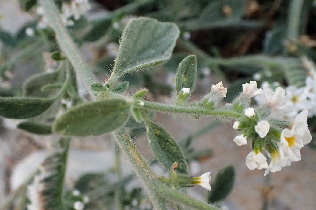 Изображение особи Heliotropium suaveolens.