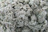 genus Stereocaulon. Часть таллома. Иркутская обл., Бодайбинский р-н, левый борт долины р. Хомолхо, каменистый склон гольца на высоте более 1000 м н.у.м. 02.07.2008.