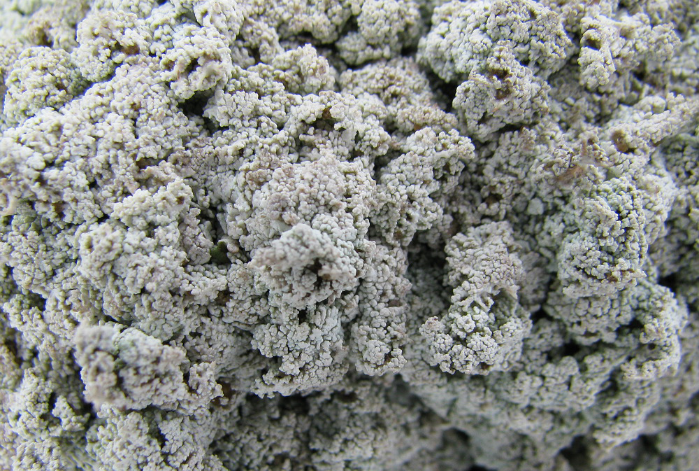 Image of genus Stereocaulon specimen.