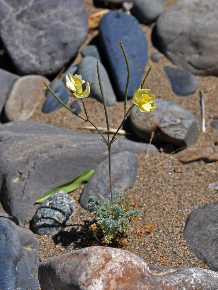 Image of Hypecoum erectum specimen.