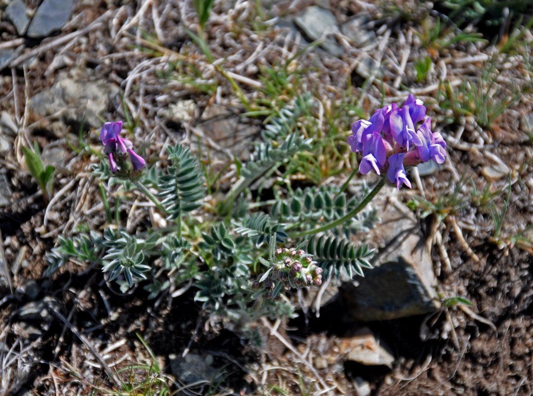 Изображение особи род Oxytropis.