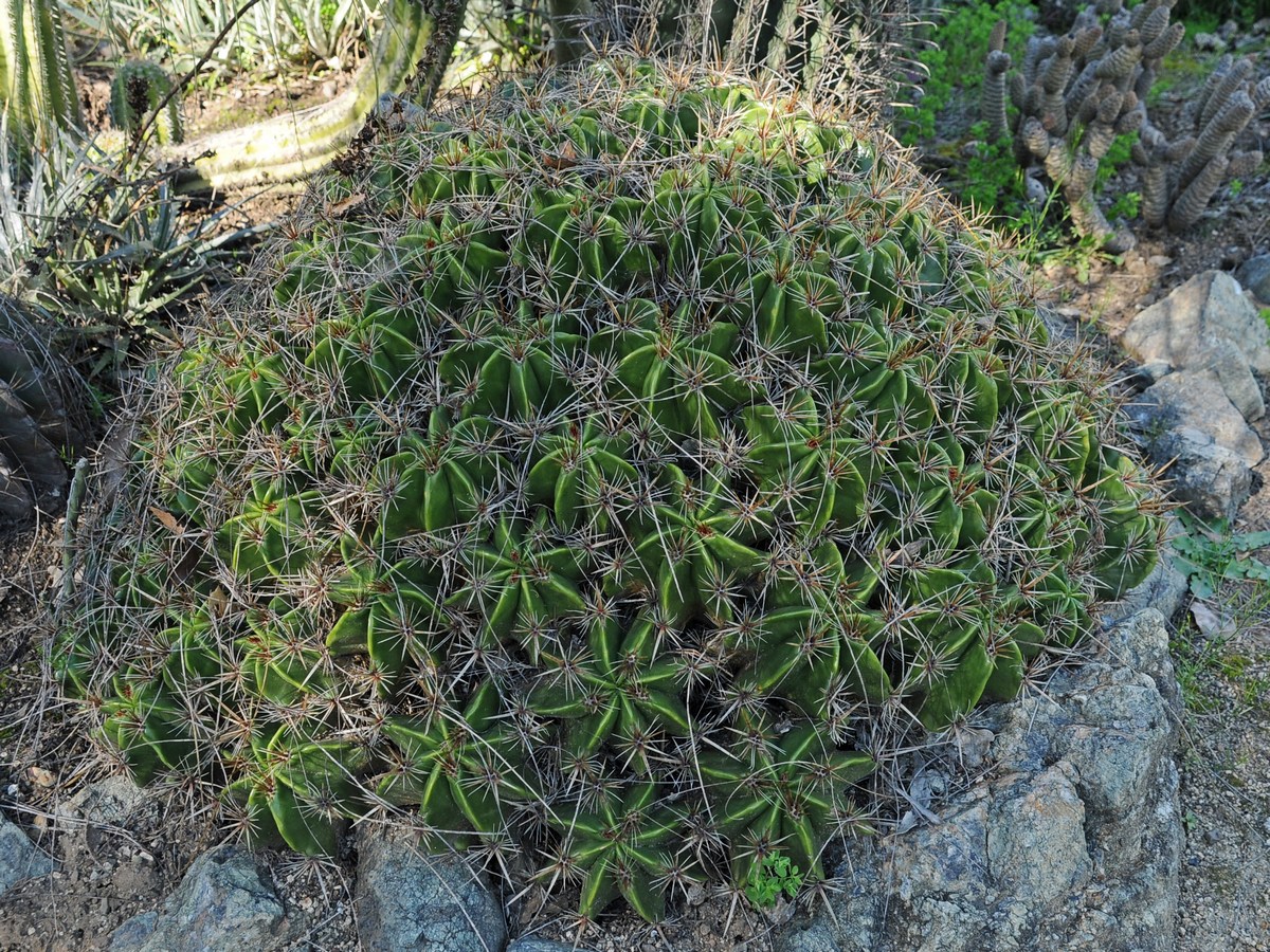 Изображение особи Ferocactus robustus.