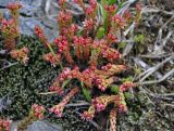 Sedum tenellum. Побеги с соцветиями. Абхазия, Рицинский реликтовый национальный парк, гора Ацытаку, ≈ 2300 м н.у.м., на поросших мхом камнях. 11.07.2017.