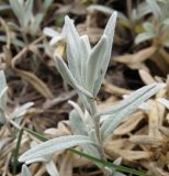 Cerastium tomentosum