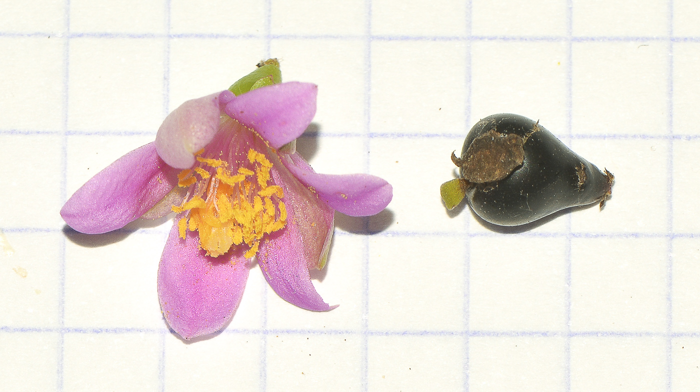 Image of genus Pereskia specimen.