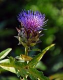 Cynara scolymus