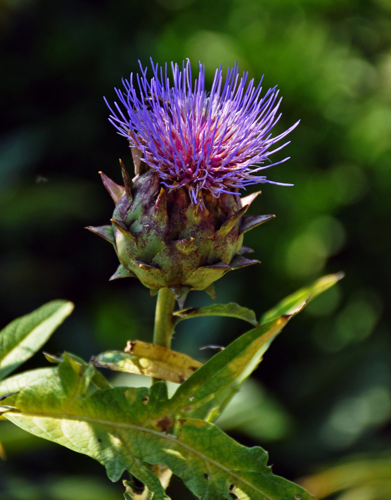 Изображение особи Cynara scolymus.