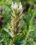 Astragalus inopinatus