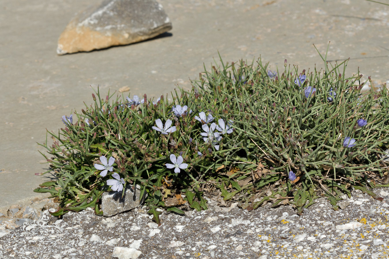 Изображение особи Cichorium spinosum.