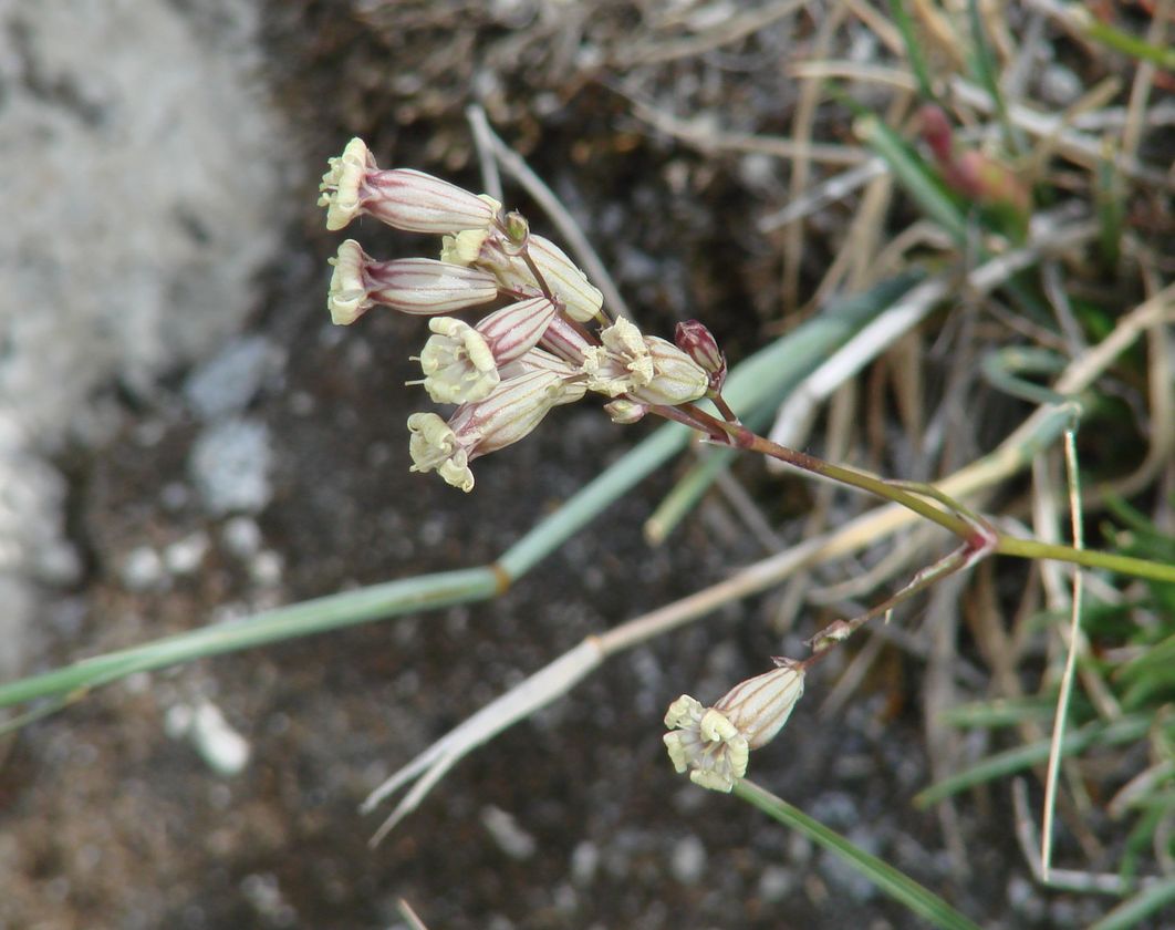 Изображение особи Silene turczaninovii.