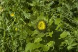 Inula orientalis