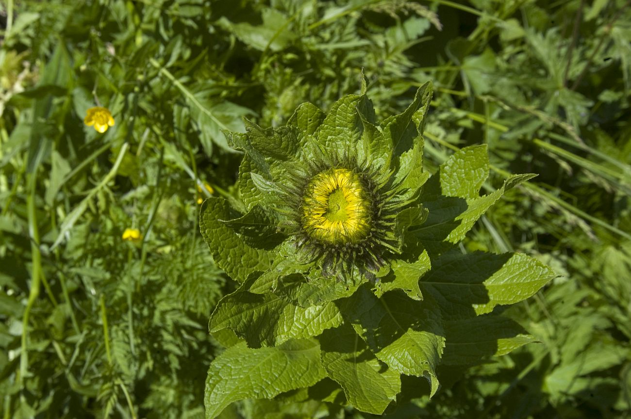 Изображение особи Inula orientalis.