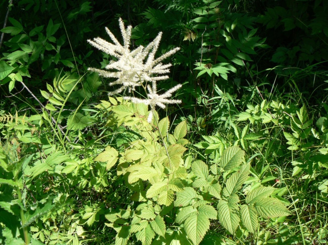 Image of Aruncus dioicus specimen.