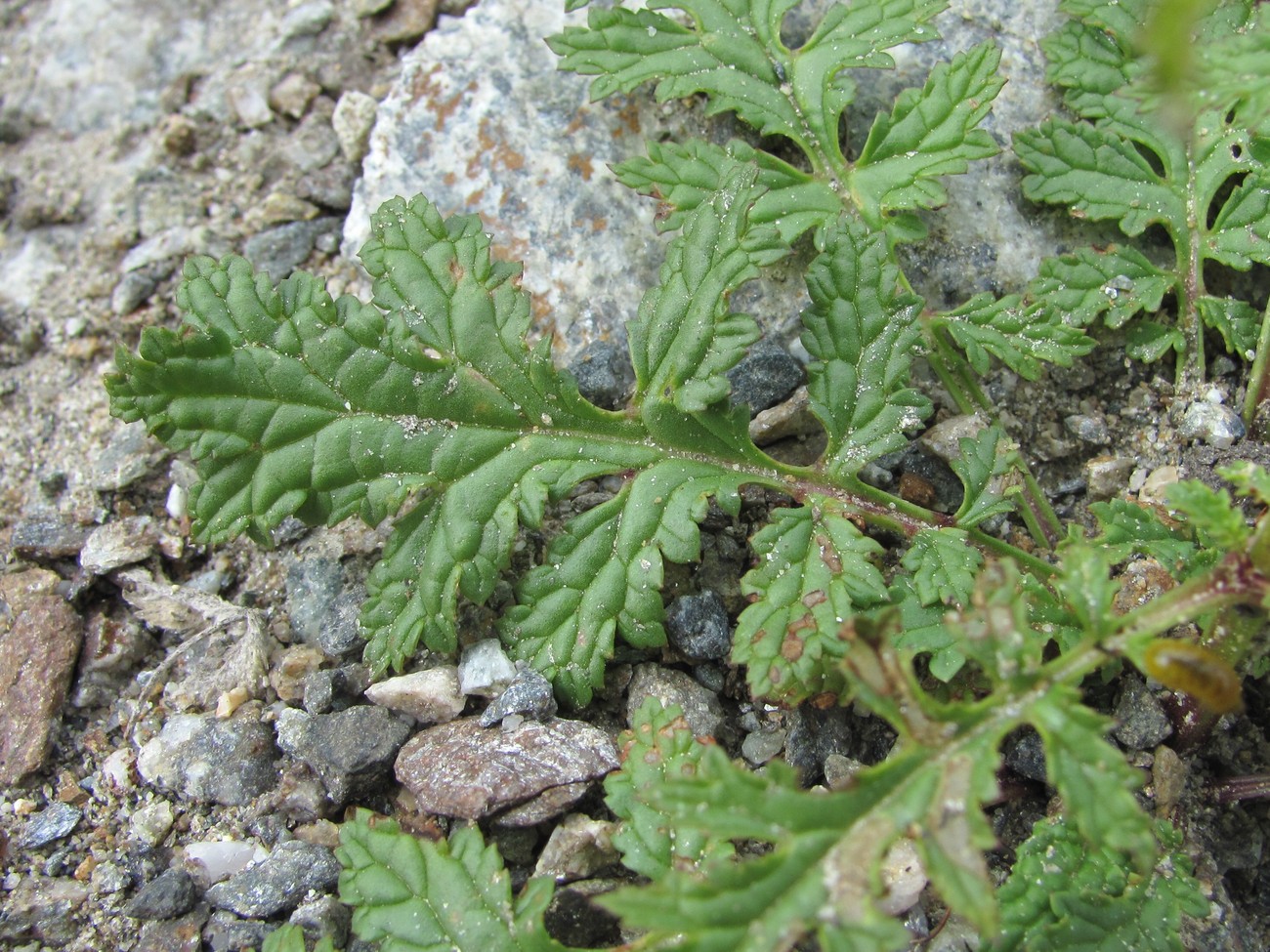 Image of Scrophularia olympica specimen.